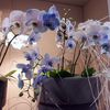 Une Orchidée Bleue ?