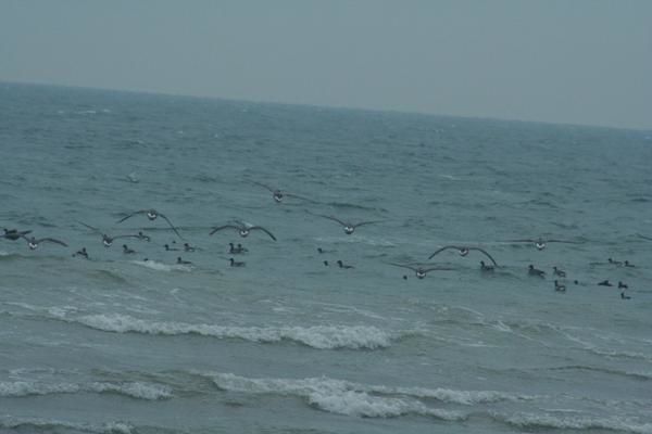 photos des sorties en Brenne et en vendée sur le littoral