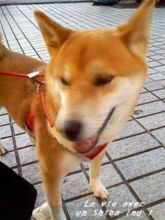 *Toutes les photos dans "La vie avec un Shiba Inu !"  appartiennent à "akishiba", l'auteur de ce blog. 