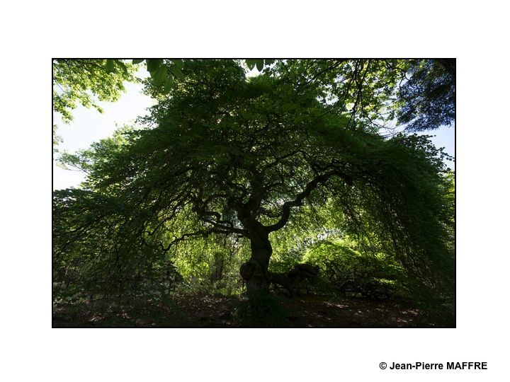 Les faux de Verzy, ces arbres aux troncs et branches tordues, coudées et torsadées, étalant leurs feuilles en forme d'igloo d'un vert très dense, se trouvent dans la Forêt Domaniale de Verzy proche de la montagne de Reims. On y rencontre la plus grande concentration mondiale de hêtres tortillards (environ un millier) ce qui en fait la principale réserve mondiale de faux.