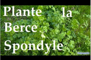 Plante sauvage comestible, la Berce Spondyle