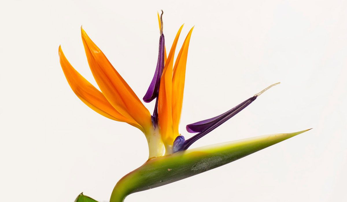 Strelitzia (oiseau de paradis)