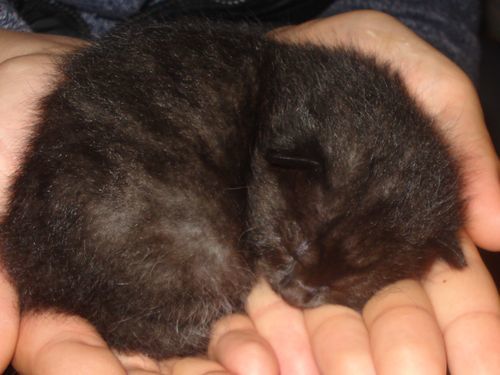 Voici des photos des animaux qui nous entourent, ils font partie de notre vie, pour le meilleur et pour le pire, et resteront dans notre coeur pour toujours... Et voici aussi la famille !