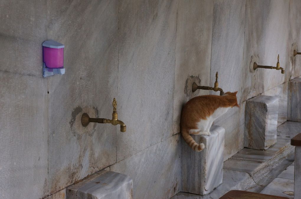 Die Strassenkatzen von Istanbul - meist gutgenährt und äusserlich gesund