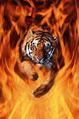 Tigre de Feu