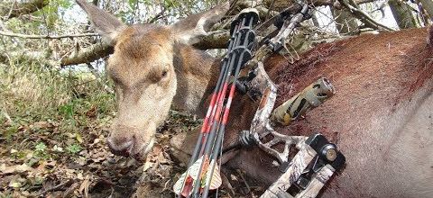 chasse a la biche