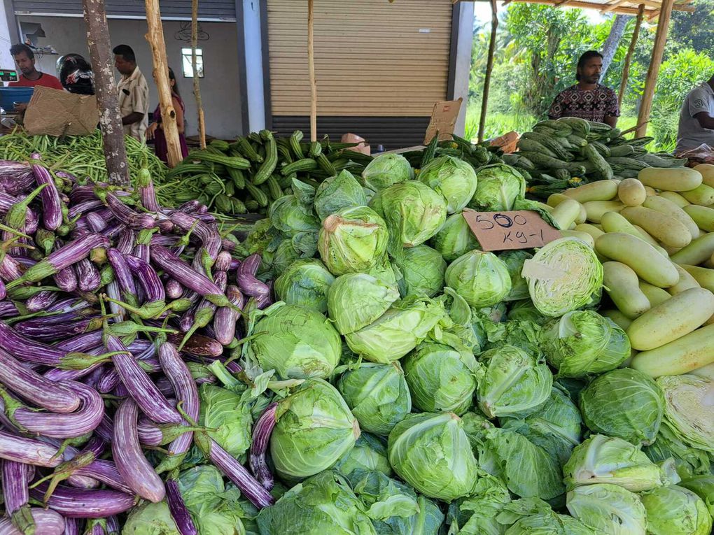 Le Sri-Lanka : Une perle de l'Océan Indien à découvrir