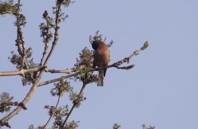 le pinson du jardin