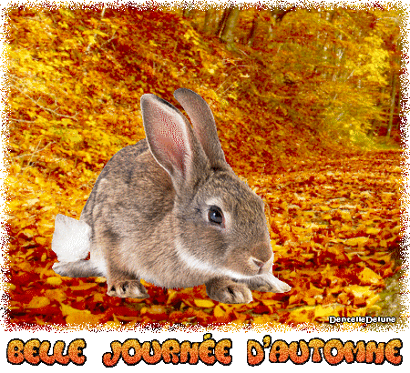 Belle journée d'automne et lièvre courant dans la forêt - gif animé