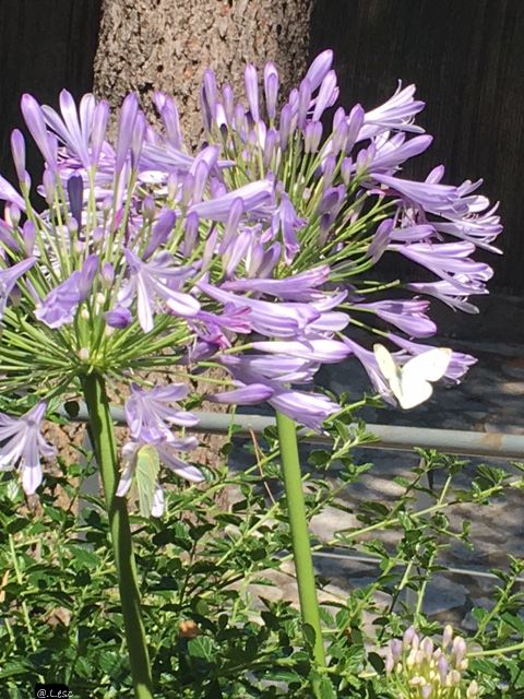  cliquez sur l'image, diaporama &quot;agapanthes de mon jardin&quot;