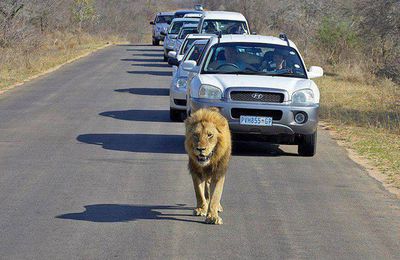 Quand le lion mène la danse...