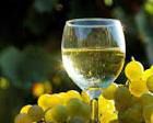 #Semillon Producers Sierra Foothills California Vineyards 