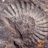 Les ammonites, dentées, se nourrissaient de plancton