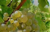 #Sauvignon Blanc Wine Producers Virginia Vineyards page 2