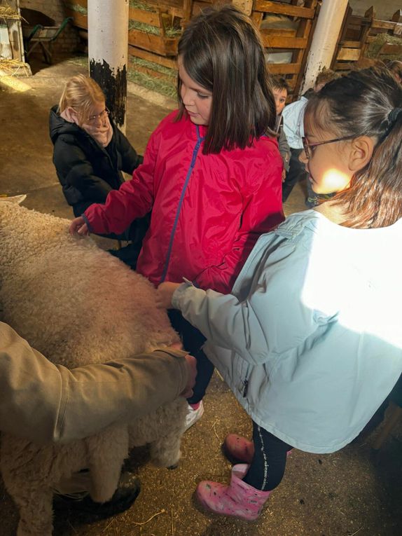 Ce matin nous avons nourri les moutons et cuisiné une recette typique. Cette après midi petite visite des animaux de la ferme. Les oiseaux  Et ensuite fabrication d’un attrape rêves et dégustation de nos rabottes ( spécialité ardennaise )