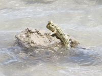 Rencontres de grotte et de bord de mer. En bas : drôle de créature qui semble tout droit sortie d’un film de science-fiction, lézardant au soleil sur les rochers entre lesquels elle se déplace par petits bonds à la surface de l’eau. 