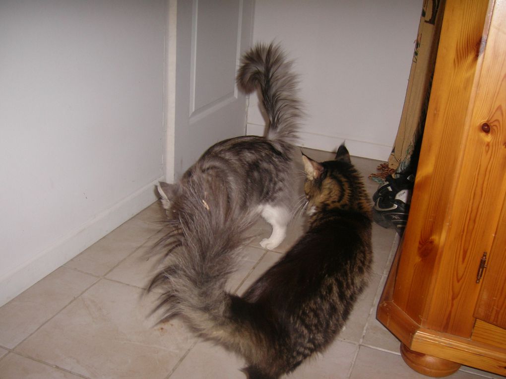 mon mâle maine coon, avec ses 3 CAC CAC il est champion !!!! 
2 best variété, un best in show !!! il est brown mackerel tabby et blanc, c'est un loulou très sympa et cool, un amours de chat.