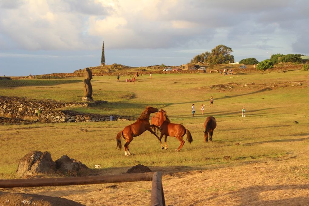 Les chevaux