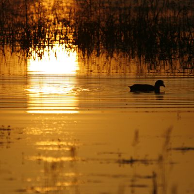 L'éveil sur l'eau