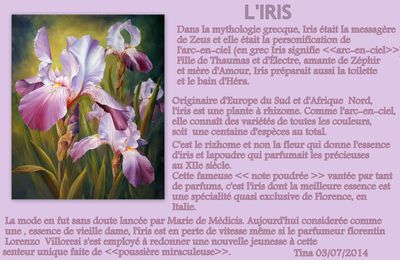 JUILLET - LES IRIS -