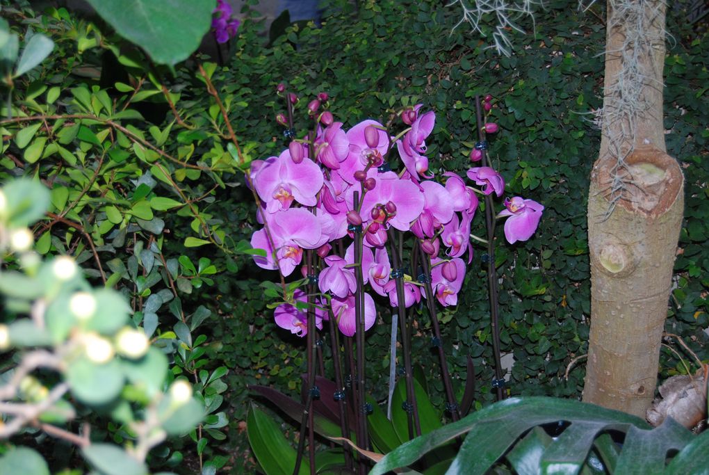 Album - Biennale-Orchidees