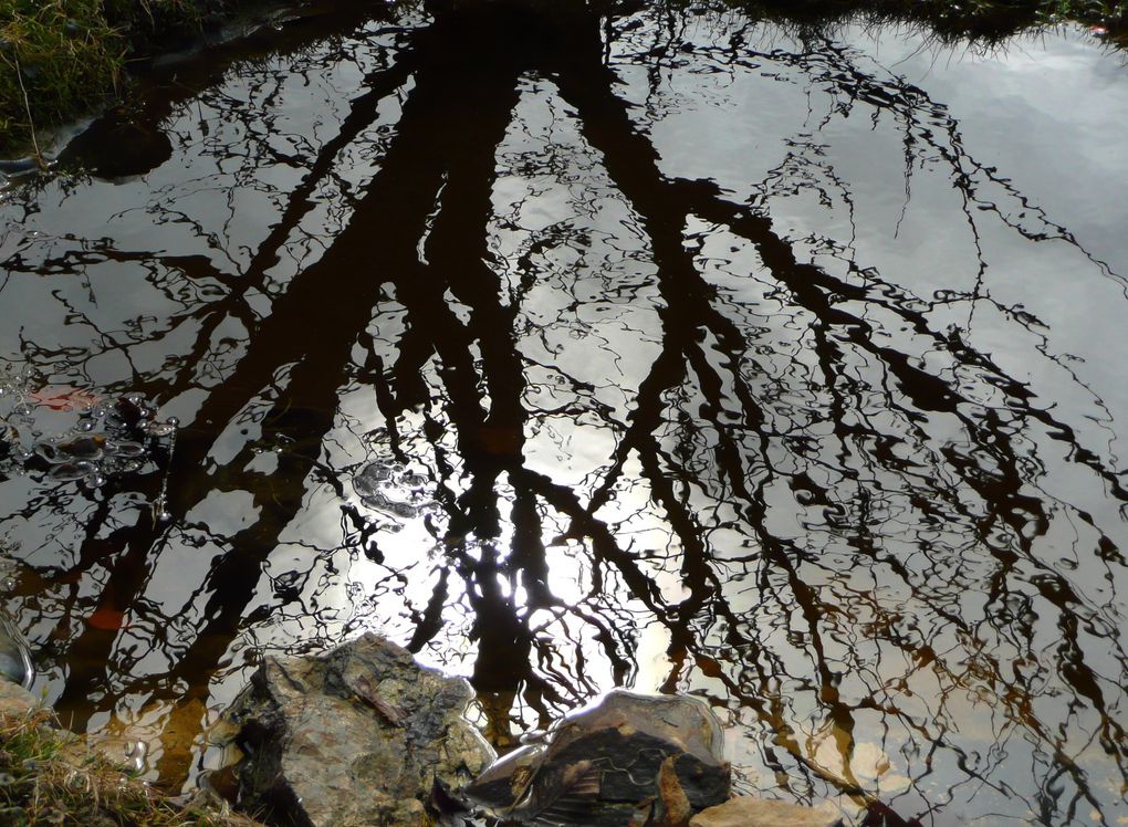 Evolution d'une mare naturelle faune et flore. Water in the garden.