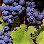 #Red Blend Wine Producers Quebec Vineyards Canada