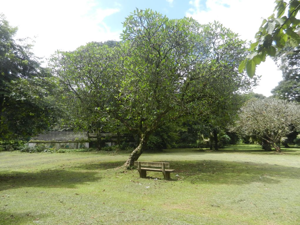 Limbé et ses plages, son parc botanique, son centre de la faune, son activité. Buea base pour le Mont Cameroun et le pont M'Fundi base pour le Nigeria