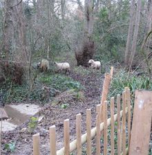 promenons nous dans les bois...