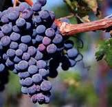 #Merlot Producers New South Wales Australia Page 4