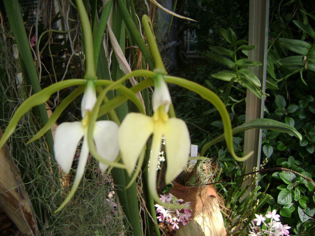 Album - Exposition orchidées