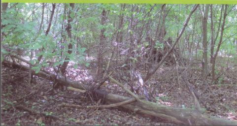  Le plan du projet urbanistique, rencontres flore faune dans le parc, un sous bois image d'un bois sale pour nos élus et l'article de Mme Fleuriot paru dans SO au moment du passage POS en PLU (2006)