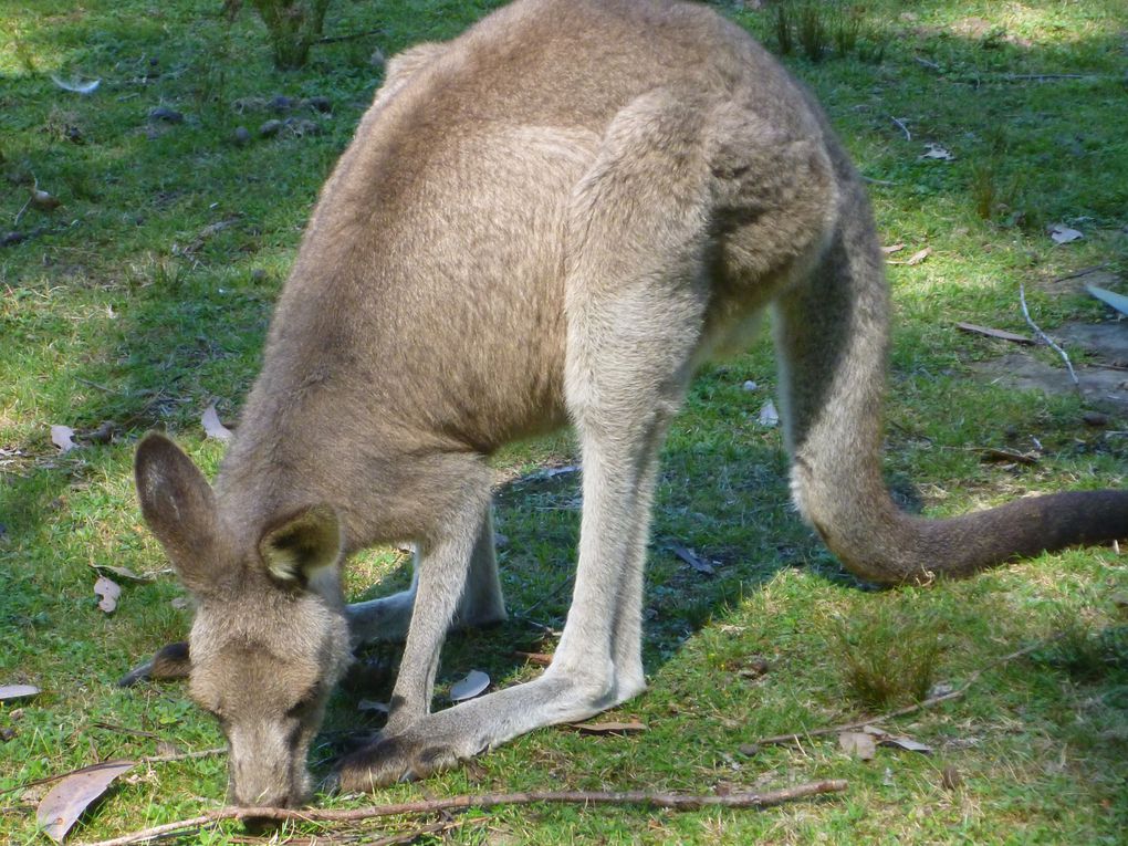 Photo de Melbourne à Sydney