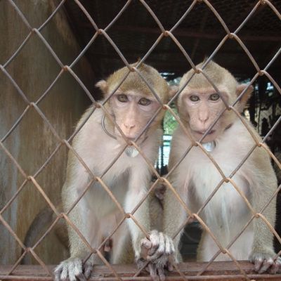 Nouvelle Marche pour la fermeture du centre de primatologie à Niederhausbergen