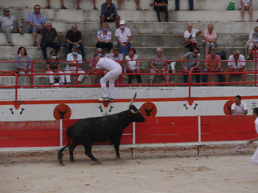 course de taureaux jeunes le 18 septembre 2020