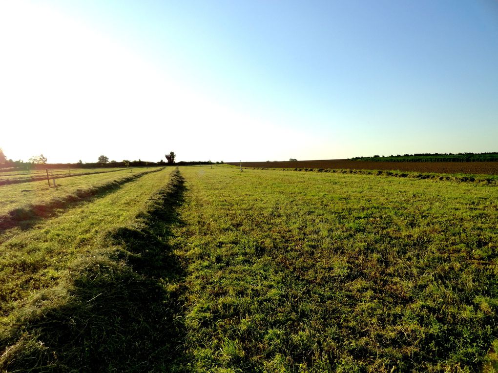 Voici les photos de la première parcelle aménagée en Agroforesterie.