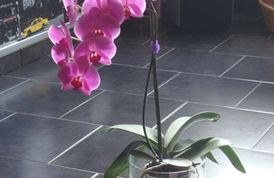 Orchidée