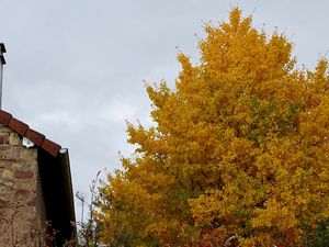 Feuillage d'automne en bord de route...