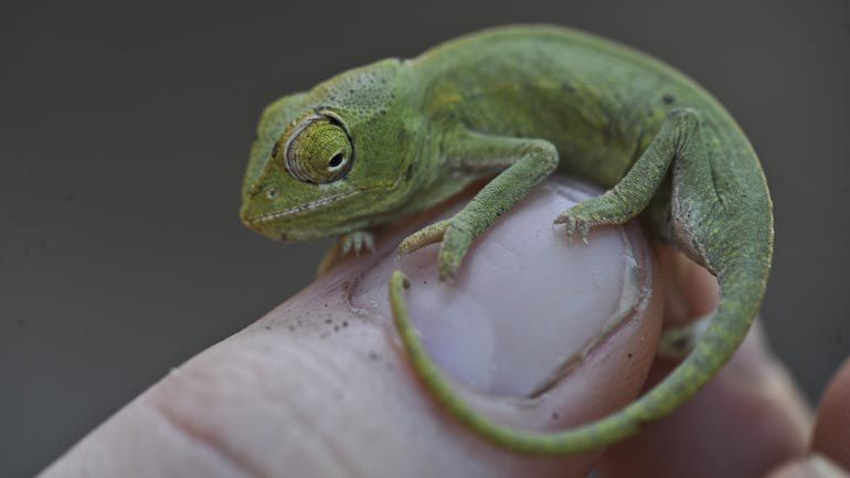 Le plus petit caméléon du monde!