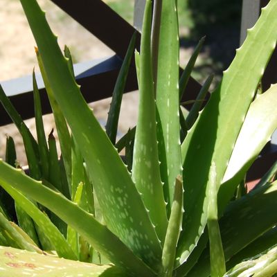 L' ALOES: UNE ESPECE DE PLANTE REMARQUABLE