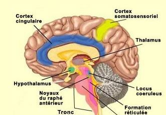 La croyance en Dieu agit positivement sur le cerveau