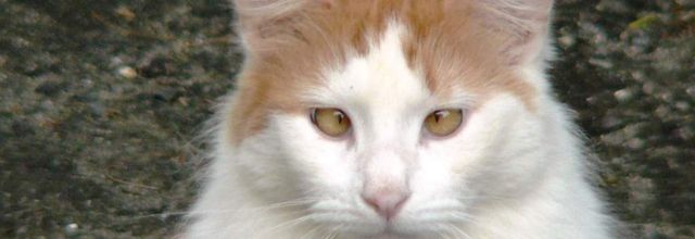 LE LOUCHEUR