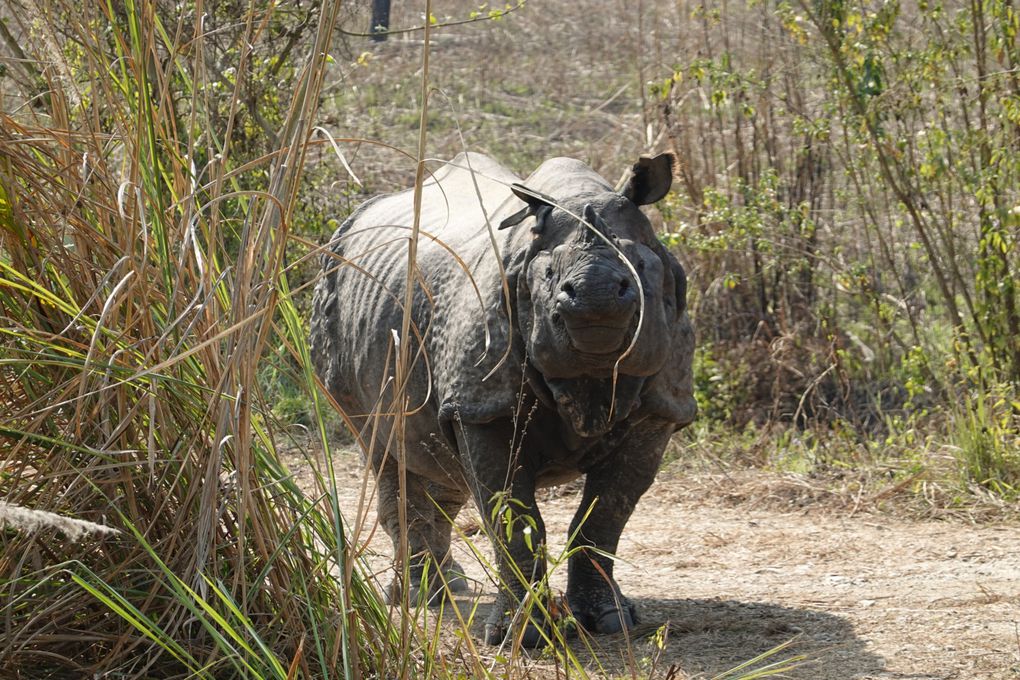 NEPAL - CHITWAN - SAURAHA