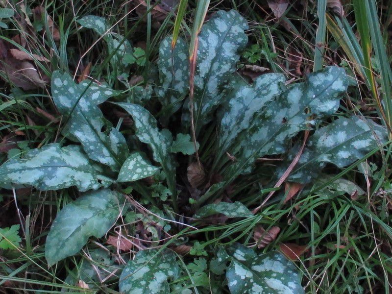 Pissenlit dent de Lion (Taraxacum officinale) Pulmonaire à feuilles longues (Pulmonaria longifolia) Oseille crépue (Rumex crispus)  Photos Sophy & Christian