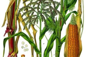 El choclo ou le maïs sud américain