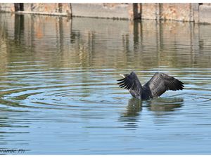 L'envol du cormoran !