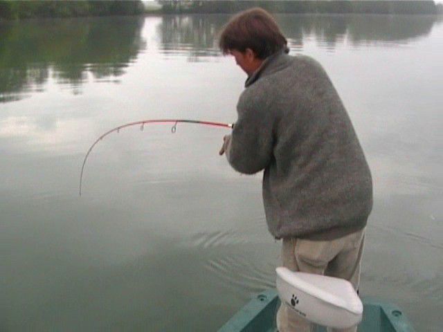 Quelques uns des silures qui nous ont donné du fil à retordre sur du matériel plutot léger ... peu de photos, nous préférons les vidéos pour ce poisson !