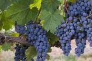 #Petite Syrah Producers Central Coast California Vineyards 