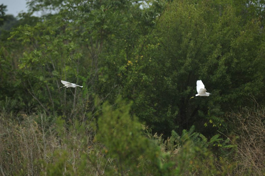 Aigrette Garzette -