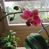 ma deuxieme  orchidée fleurit